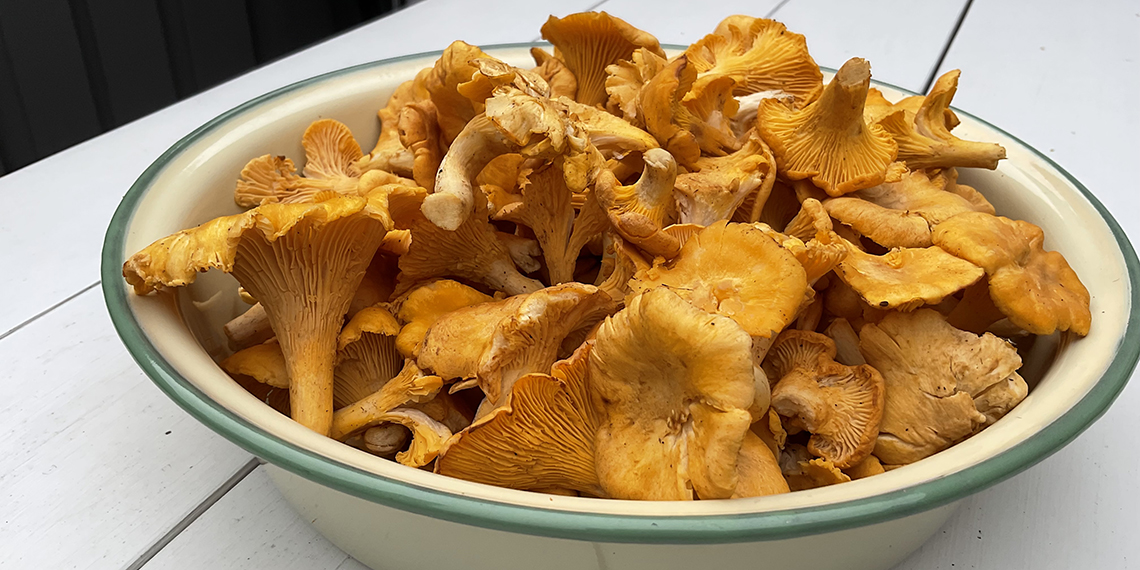 Emaljskål med rensade kantareller